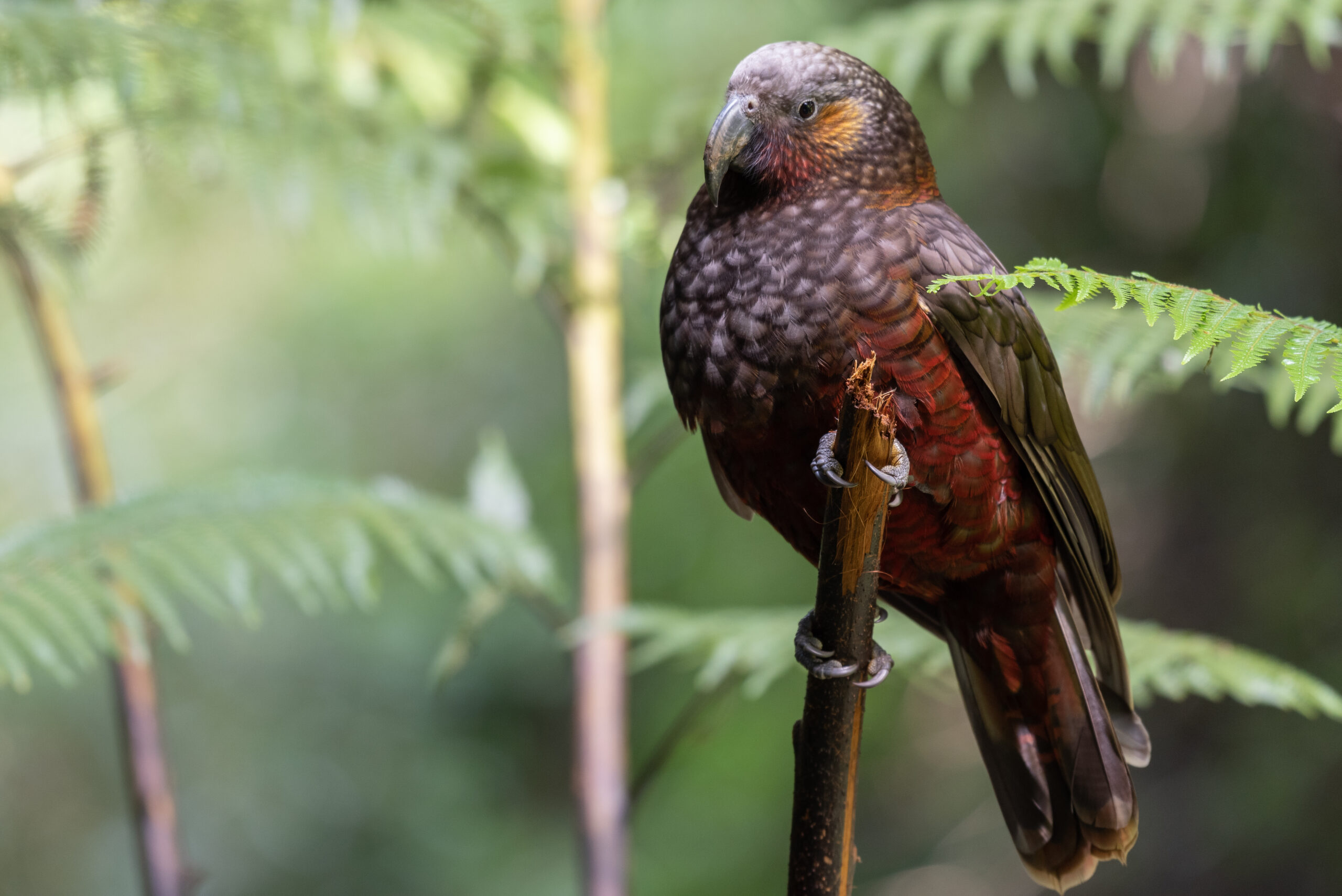 Ngāti Koroki Kahukura